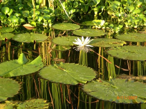 Lillies with reed reflections in the water