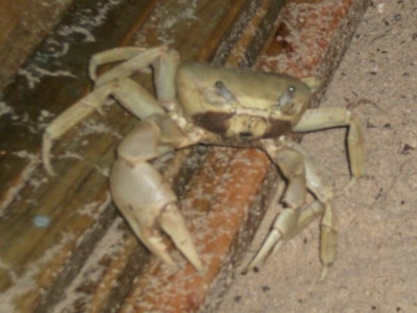 Crab at the Bay Islands.