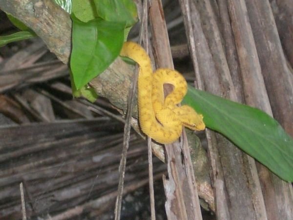 Very poisonous snake!