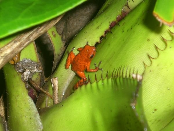 Cute red frog!