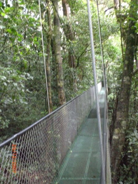 One of the bridges through the canopy.