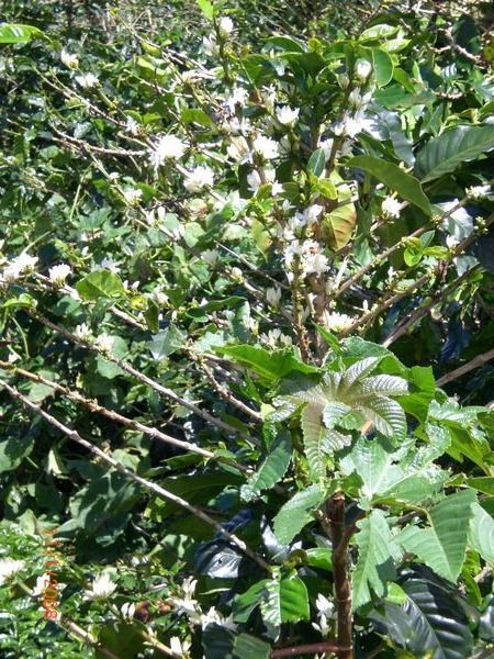 The coffee fruit start off as white flowers