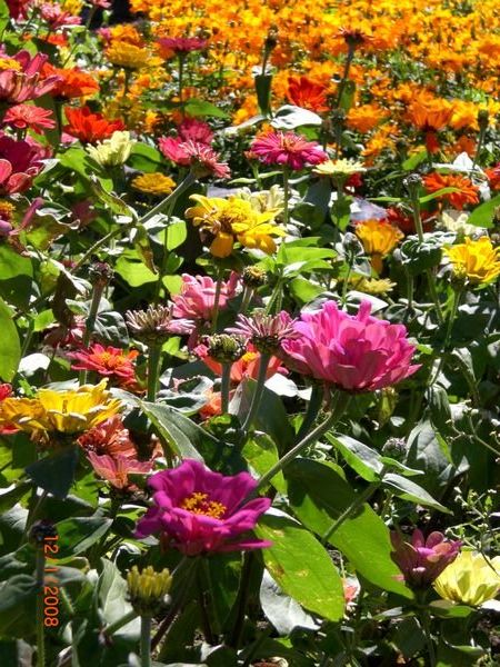 Flowers from the festival