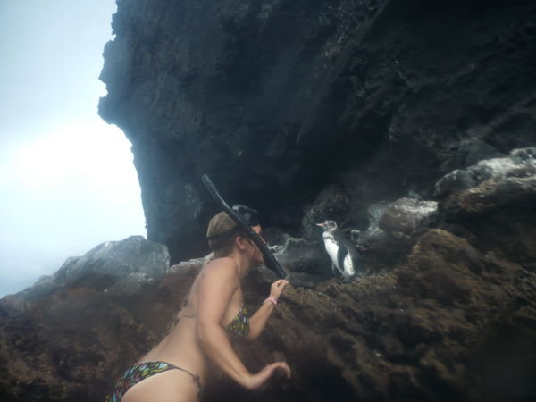 Climbing up to see a penguin!