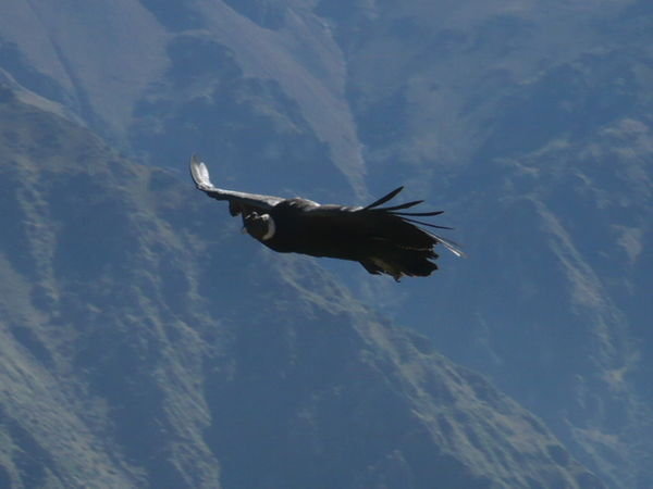 A condor in flight