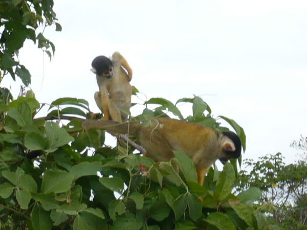 monkeys!