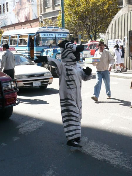 A zebra helping people to cross the street in La Paz!