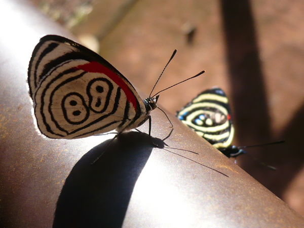Butterflies with weirdy patterns