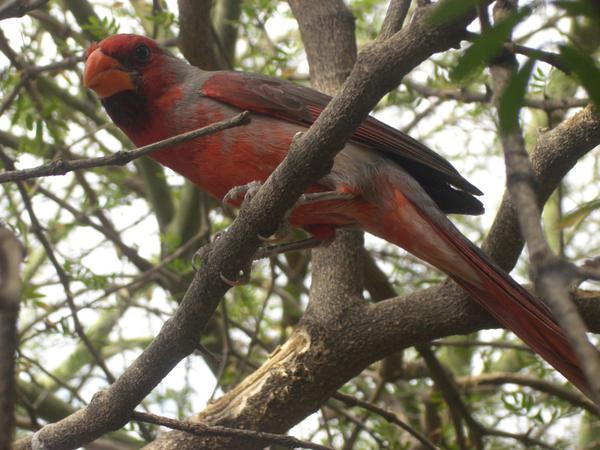 A Cardinal