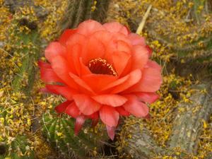 Flowering cactus