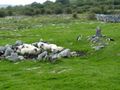 The Burren - Schapendrijvendemonstratie