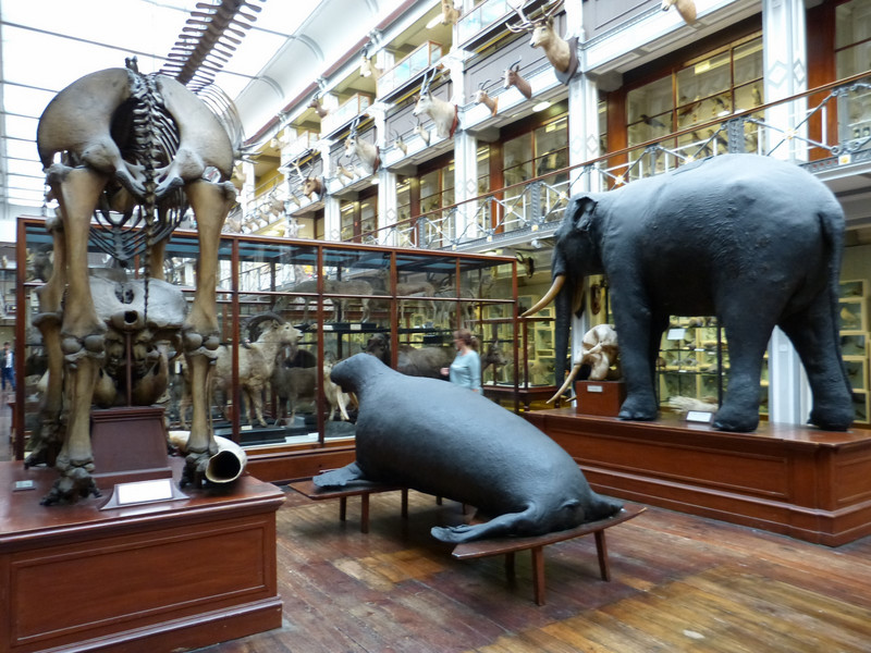 Dublin Natural Museum - 'The dead zoo' genoemd door de Dubliners