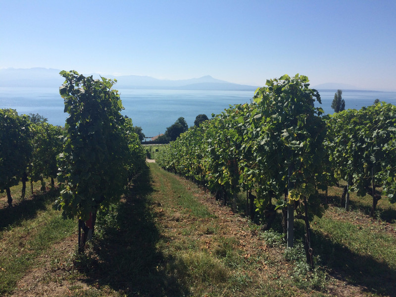 Hellende wijngaarden aan het Meer van Genève
