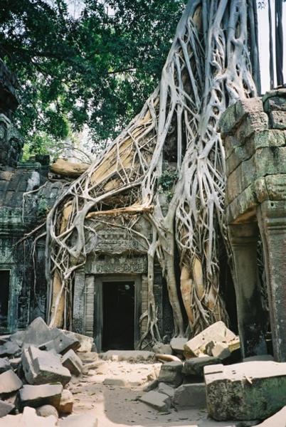Tree - Angkor Wat