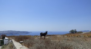 horse riding in santorini and tours