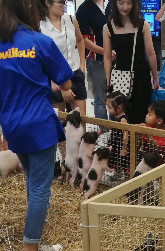 Mini pigs at pet market