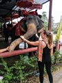 Elephant love