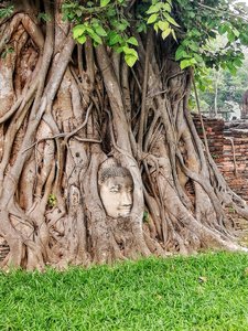 Buddha's head between branches