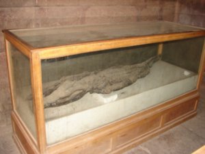 Mummified Croc