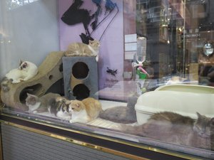 Animalerie / Pet shop