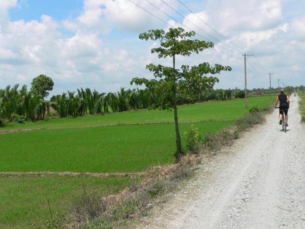 Riding by the rice paddy fields