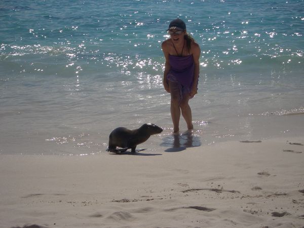 Friendly Sealion Playing on the Beach