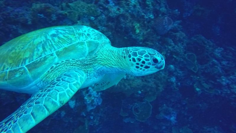 Chinese turtle - no concept of personal space; it's armpit almost hit the Go Pro!