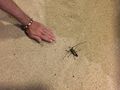 Another massive, weird, flying bug 
