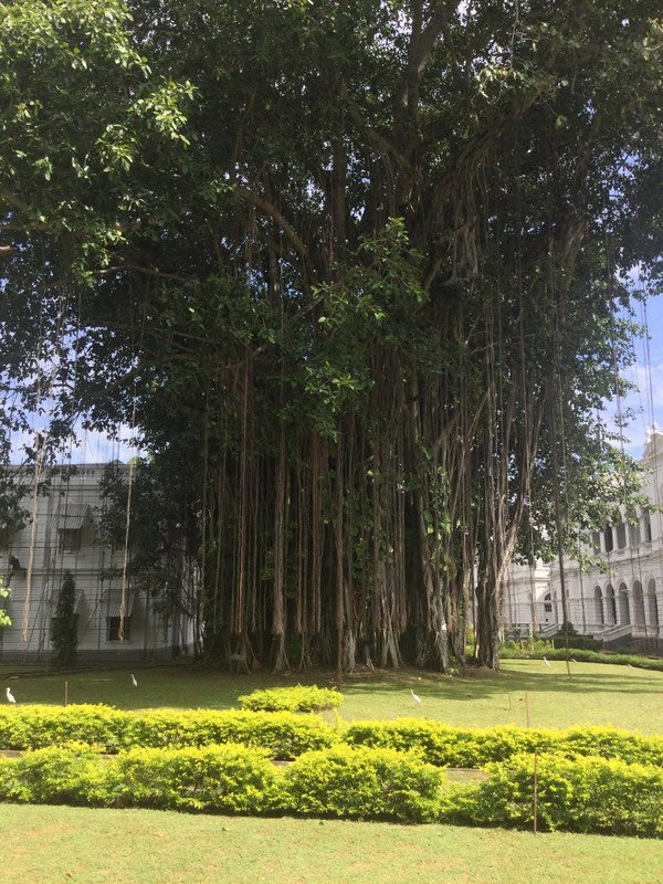 Banyan tree outside museum