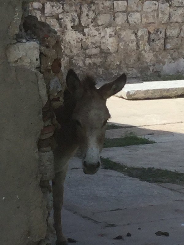 Donkey at fort