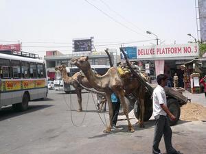 Jaipur - Camels at the bus station