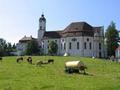 Wieskirche, with cows
