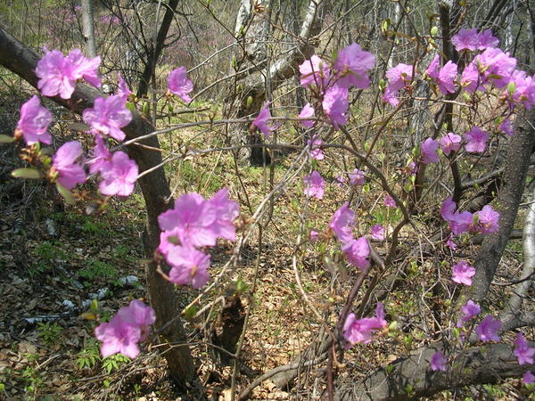 Azalea in Siberian taiga