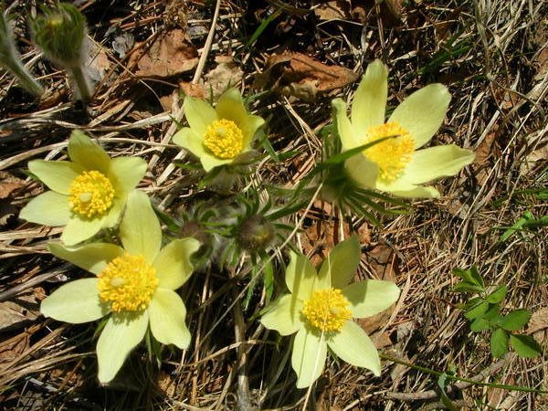 Springflowers in Siberian taiga 2