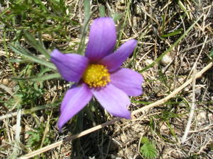 Flower of Mongolian steppe