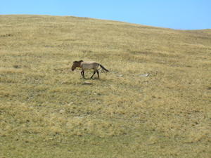 Przewalski's wild horse 