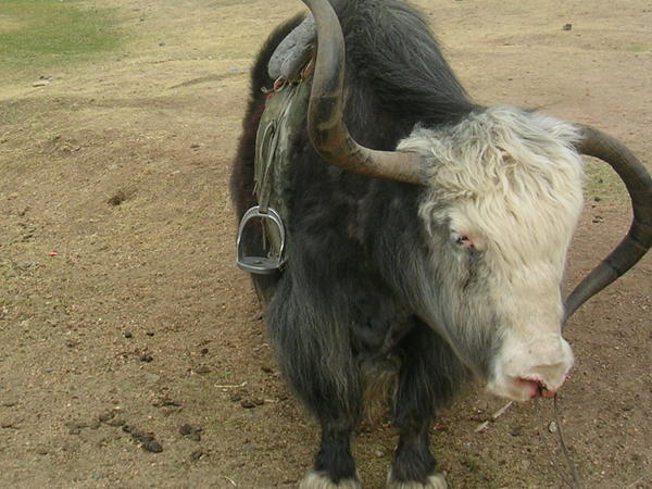 A gratuitous yak