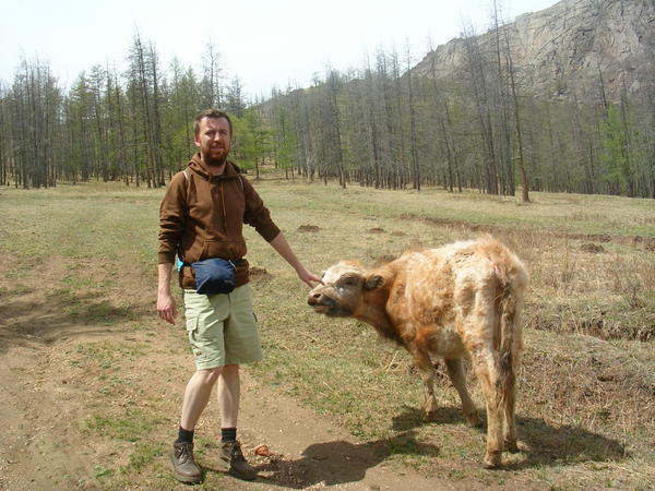 Nivo and la vache mongolian