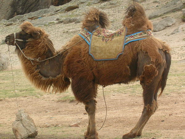 Non-weeping camel