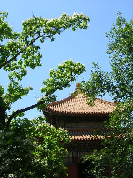 Lama Temple and blossoming trees