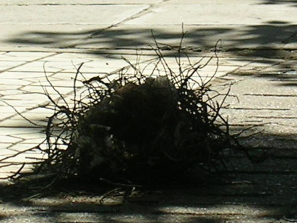A birds nest which nearly took Nico out as it fell from its tree