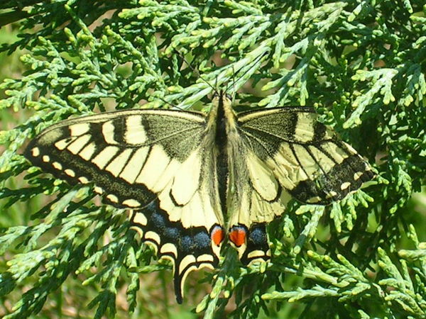 Veliko Tarnovo butterfly