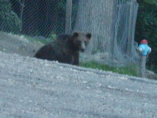 Bear! 2