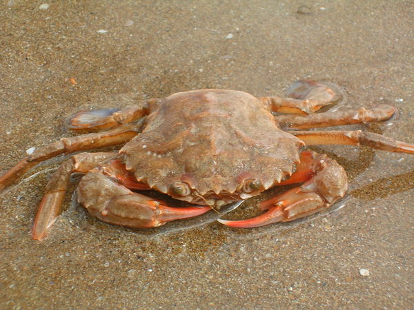 Fat crab on Rathmullan beach