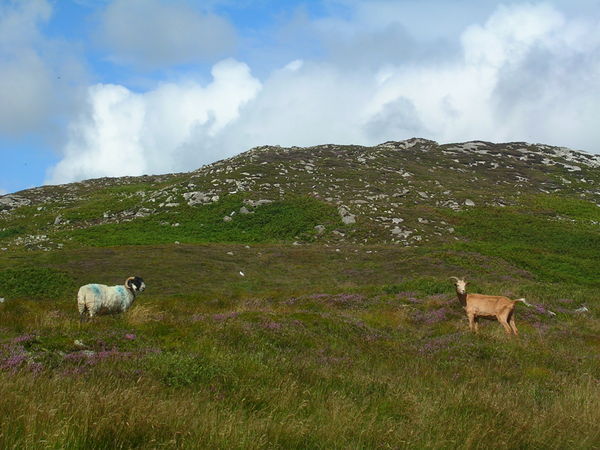 Terrifying wild beasts of Donegal 