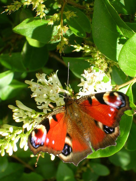 Butterfly, An Clochan Liath