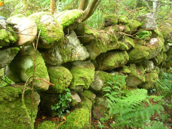 Mossy wall, An Clochan Liath