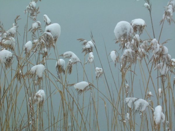 Pretty frozen reeds