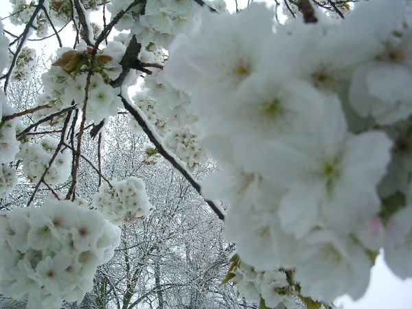 Cherry blossom snow