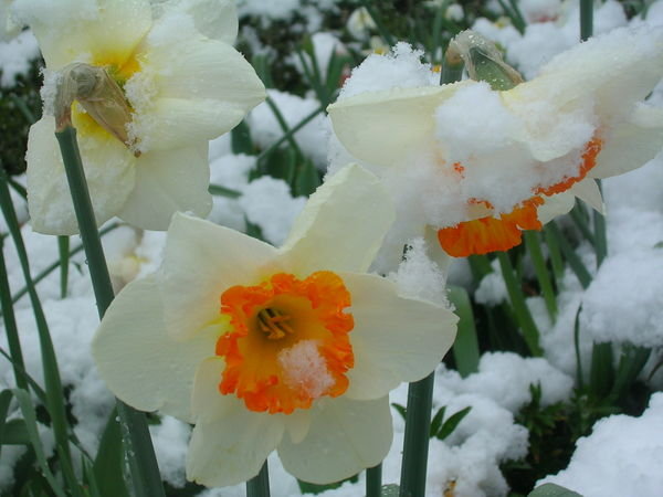 Daffodils in Regents Pk